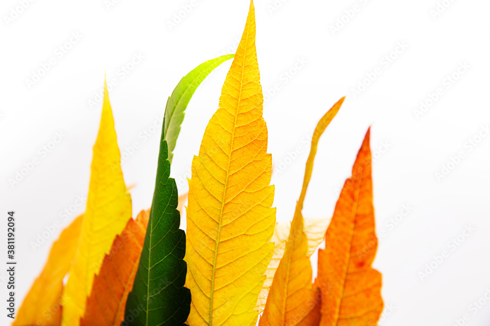 Remains of summer one green leaf on orange background on white isolated background Remains of summer one green leaf on orange background on white isolated background