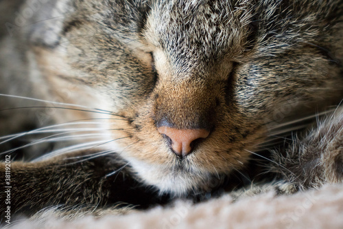 Portrait of a three-color cat with closed zaks. Sleeping cat. nose and mustache close up