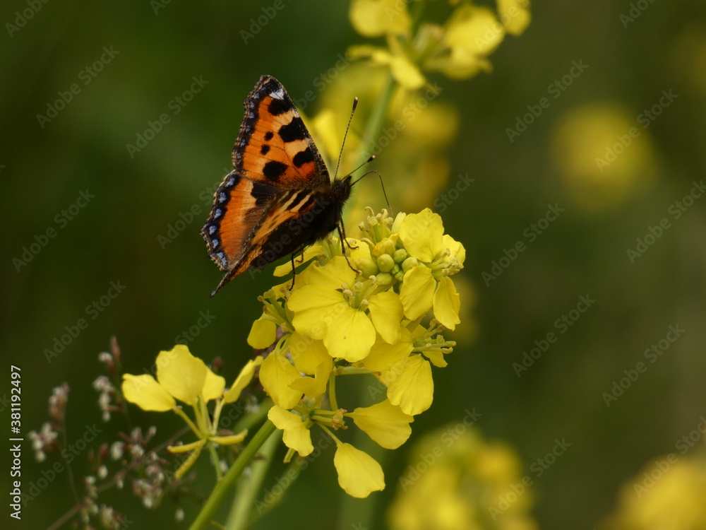 Small tortoiseshell (Aglais urticae) - colorful butterfly on yellow rapeseed flowers, Poland