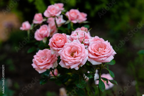 Bouquet of pink blooming roses. Romance. 