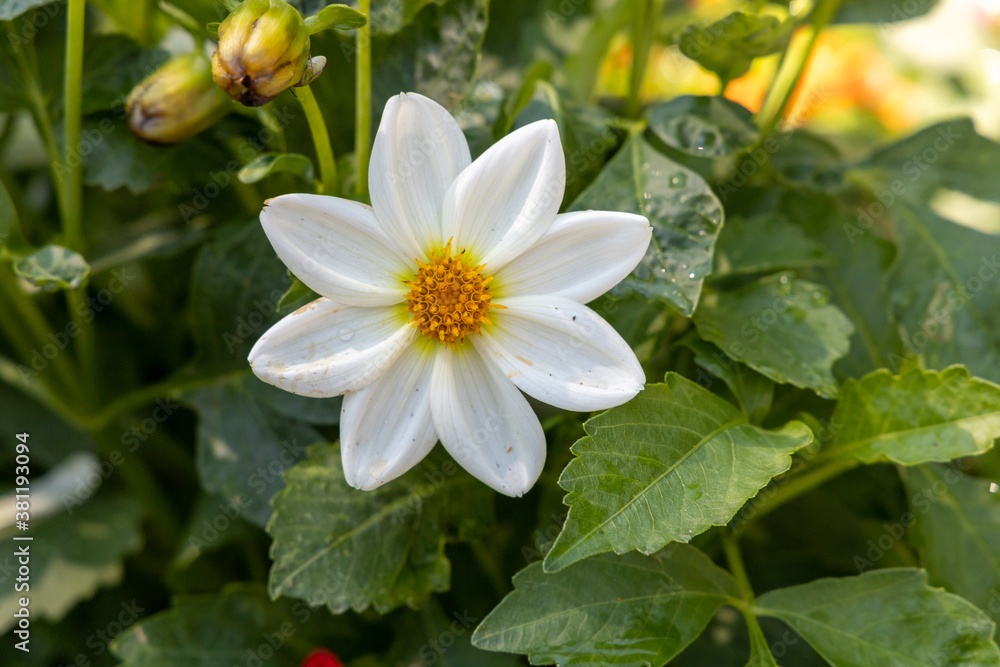 White Dahlia pinnata flower at the city park White Dahlia pinnata flower at the city park
