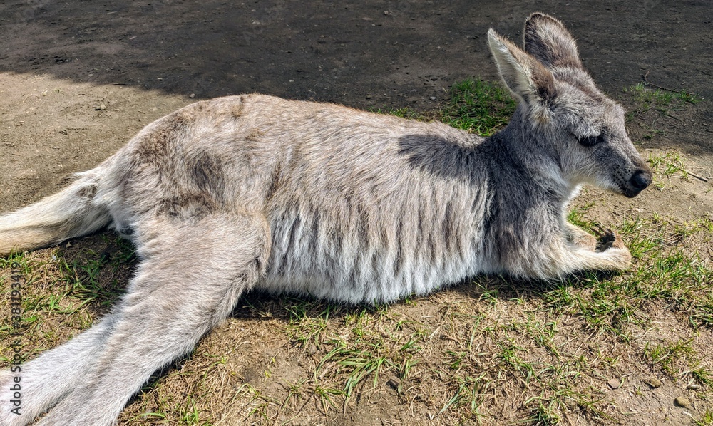 Young Kangaroo lying on the ground