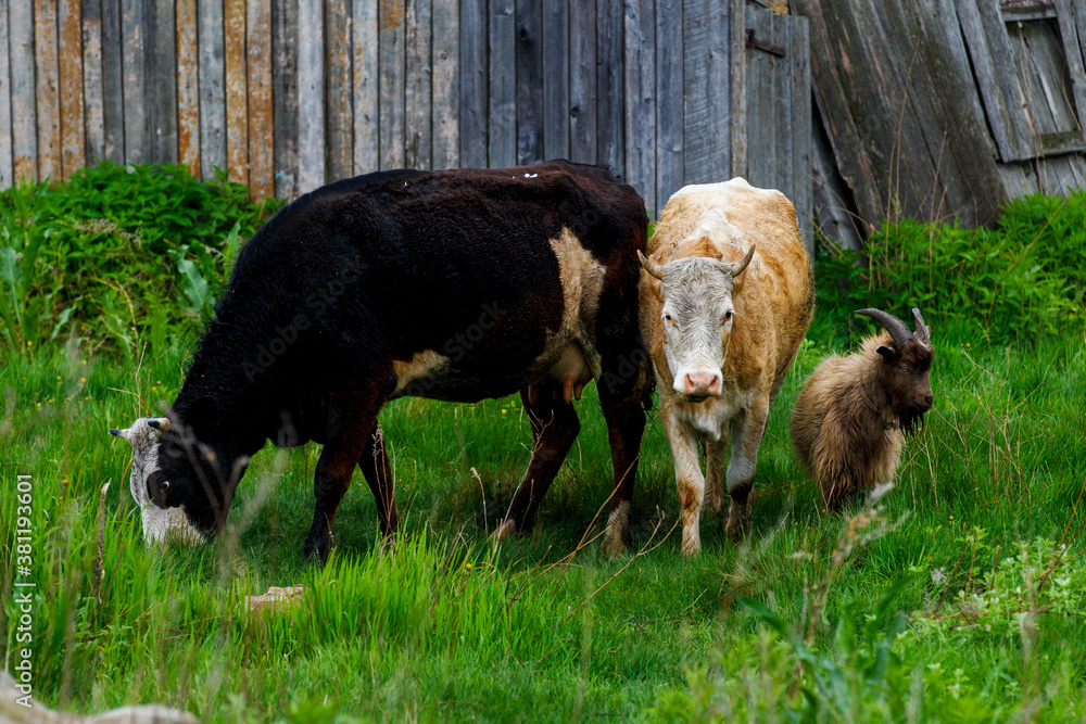 Cows graze near a wooden fence on green grass Cows graze near a wooden fence on green grass
