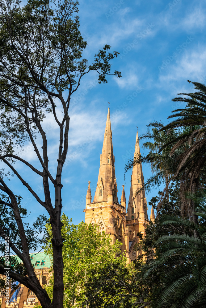 Sydney St Mary's Cathedral among Hyde Park trees in a late afternoon
