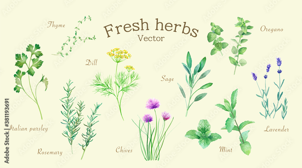 Vettoriale Stock いろいろなハーブの水彩イラスト トレースベクター １ ディル セージ ミント ローズマリー チャイブ タイム オレガノ ラベンダー イタリアンパセリ Adobe Stock