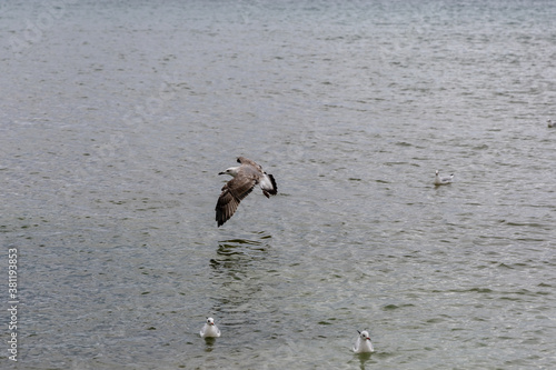 Gull flying above sea on the beach