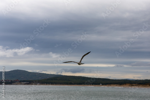 Flying gull in the sky above the beach in Bulgaria