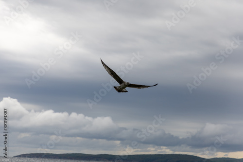 Flying gull in the sky above the beach in Bulgaria