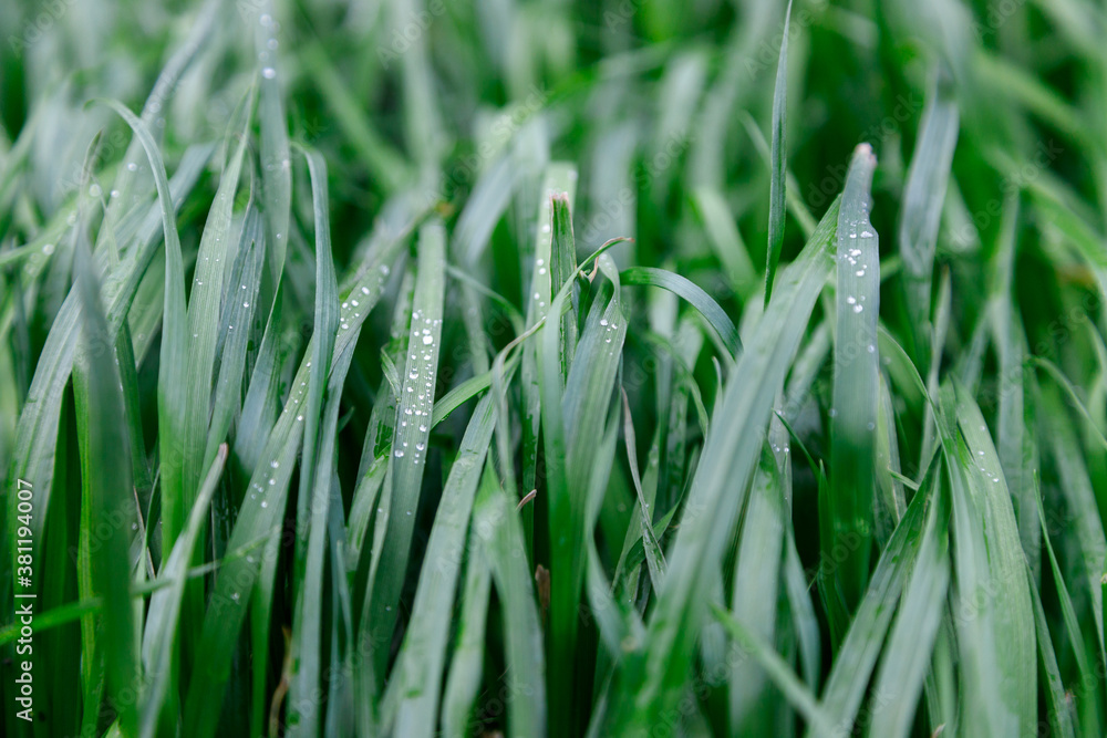Close up Green grass background. water drops on leaf