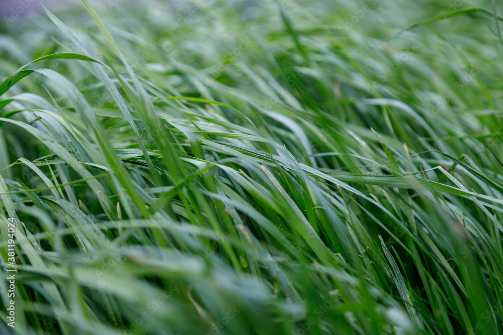 Fototapeta premium Close up Green grass background