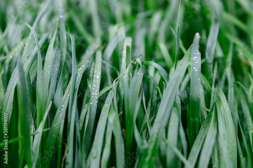 Close up Green grass background. water drops on leaf
