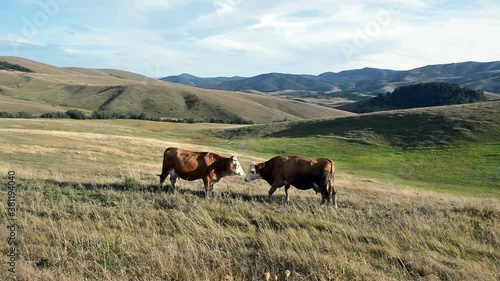 Cows in green meadow photo