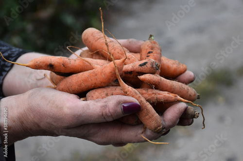 Small raw carrots in the palms of a female. Natural vegetable food. Agriculture in the home.