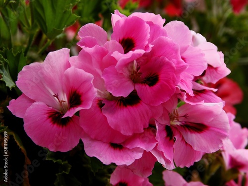 pink and purple flowers of geranium potted plant close up
