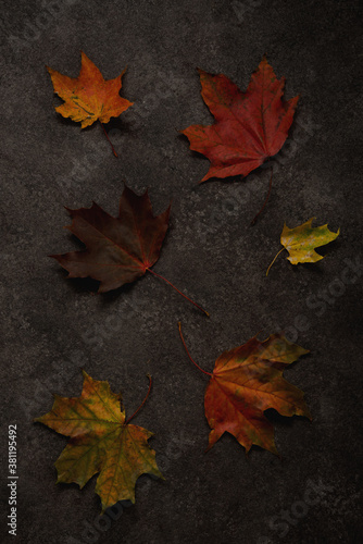 Autumn background with fallen leaves of maple, the top view, the concept of a Golden autumn