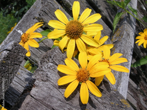 Yellow flowers on the wooden fence