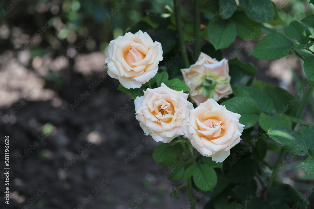 white and yellow roses, flower, nature, bouquet, pink,  garden, flowers, love, plant, beautiful, wedding, red, beauty