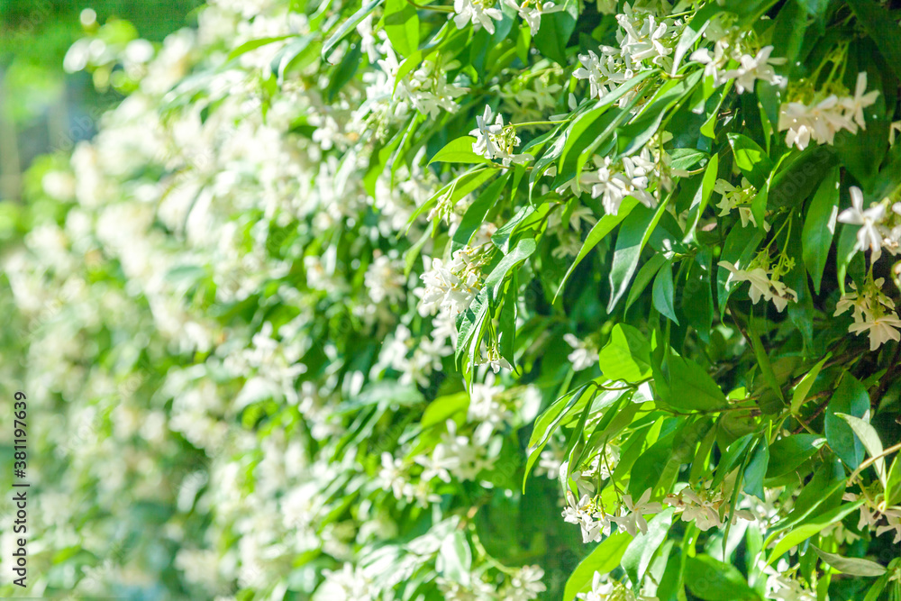 Obraz premium Trachelospermum jasminoides