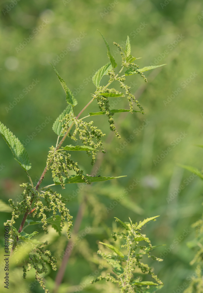 Medicinal plant nettle dioecious