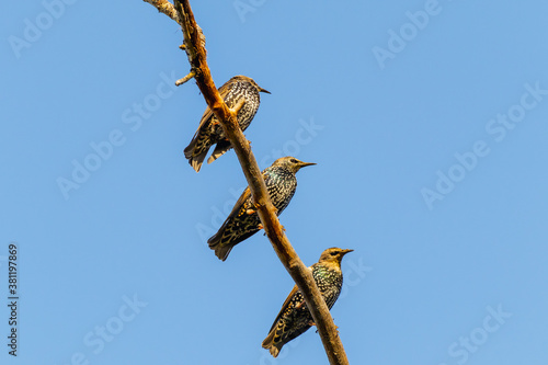Three variegated birds sit on a branch of an old tree against a blue sky.