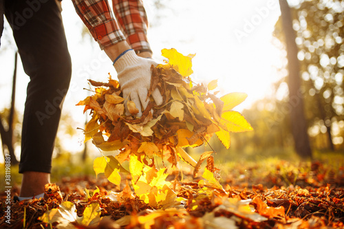 Close up of a male volunteer collects and grabs a small pile of yellow red fallen leaves in the autumn park. Cleaning the lawn from the old leaves. Gardening and seasonal communal work concept.
