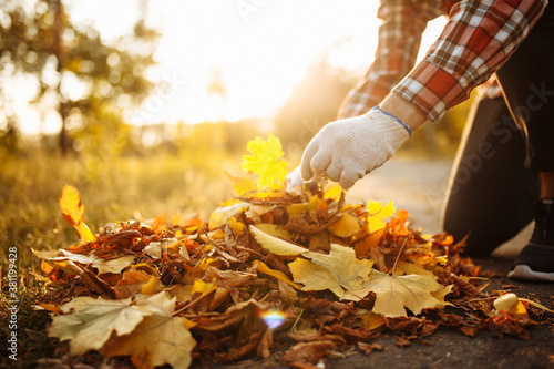 Fototapeta Naklejka Na Ścianę i Meble -  Close up of a male volunteer collects and grabs a small pile of yellow red fallen leaves in the autumn park. Cleaning the lawn from the old leaves. Gardening and seasonal communal work concept.