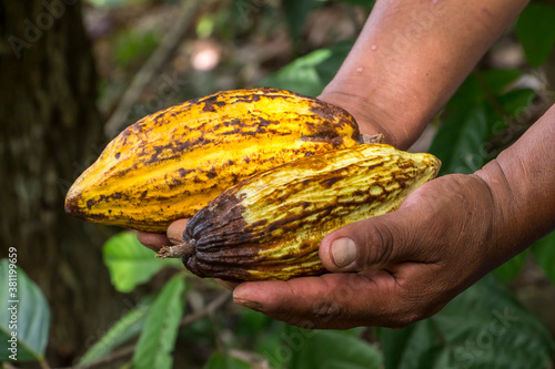 Vainas de Cacao  en manos de agricultor, chocolate organico.