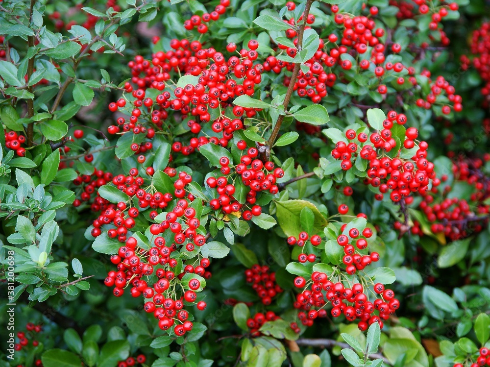 red berries in clusters on Pyracantha coccinea bush