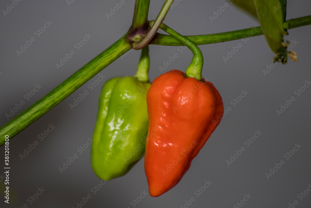 Unripe superhot 7 pot douglah chili pepper Unripe superhot 7 pot douglah chili pepper