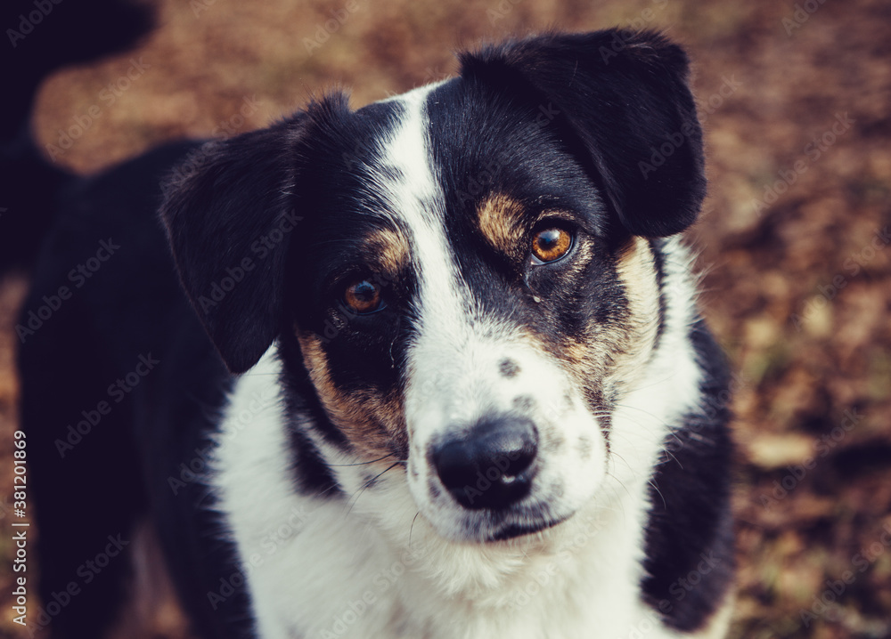 Dog with pretty eyes