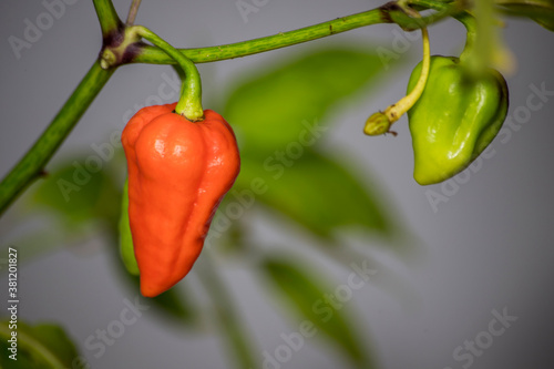 Unripe superhot 7 pot douglah chili pepper photo