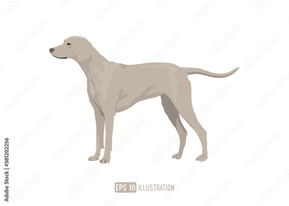 Weimaraner Dog Breed Vector Illustration Isolated