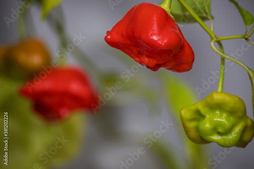 Foto Bishops crown, Zvonek superhot chilli pepper