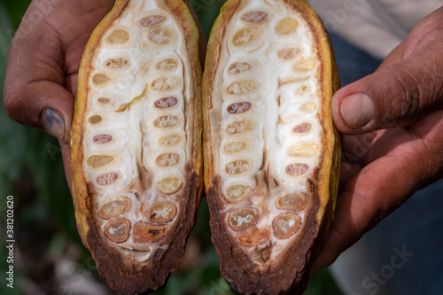 Vainas de cacao, semillas de cacao, chocolate, orgánico, corte de cacao.