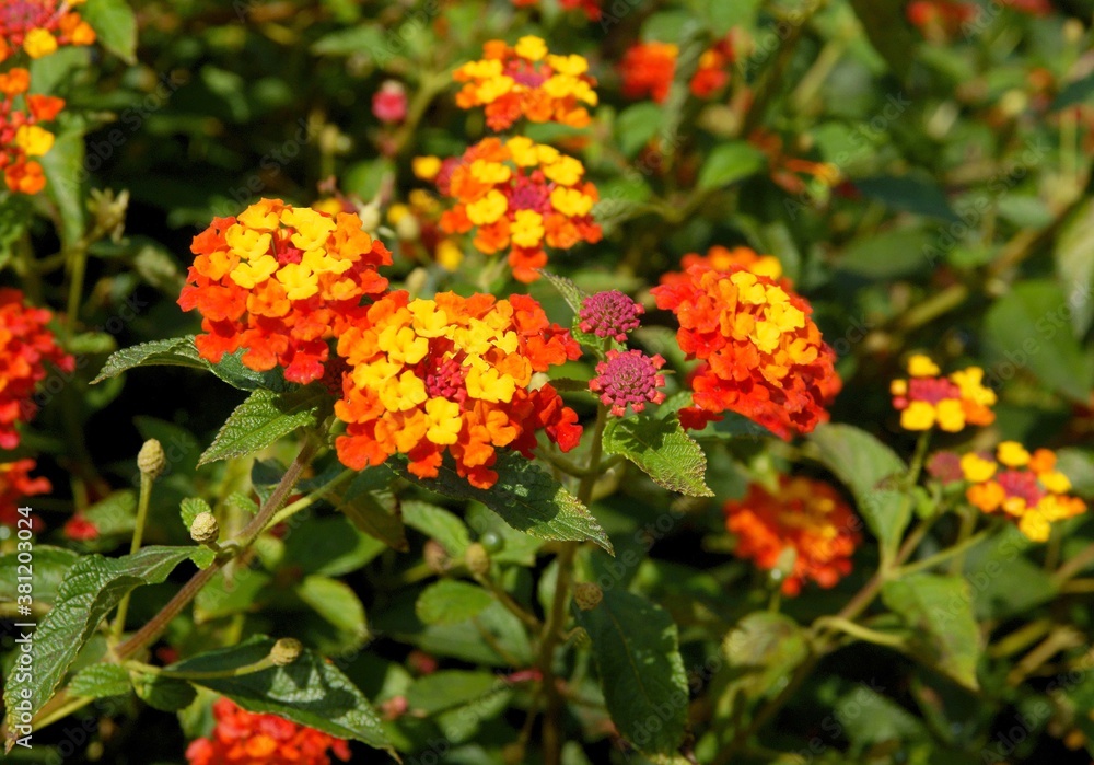 red,yellow and orange flowers of Lantana Camara plant close up red,yellow and orange flowers of Lantana Camara plant close up