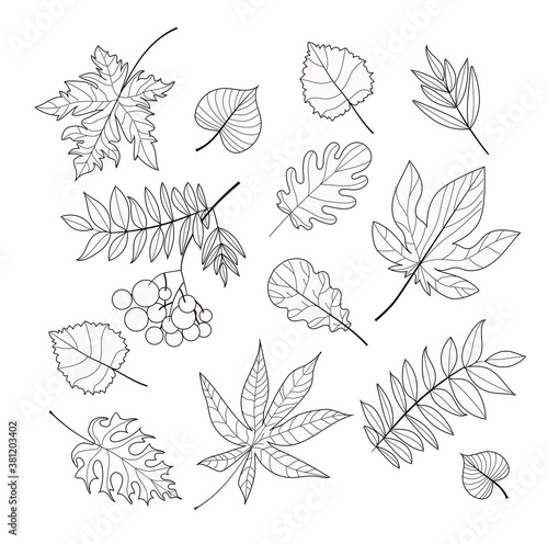 A set of leaves - maple, birch, ash, mountain ash, chestnut, poplar, oak, they are drawn in white with a black outline. Isolated on a white background. Stock vector illustration.