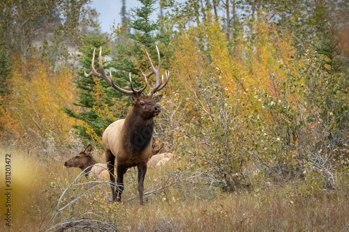 Impressive Rocky mountain bull elk staring at intruder bull.