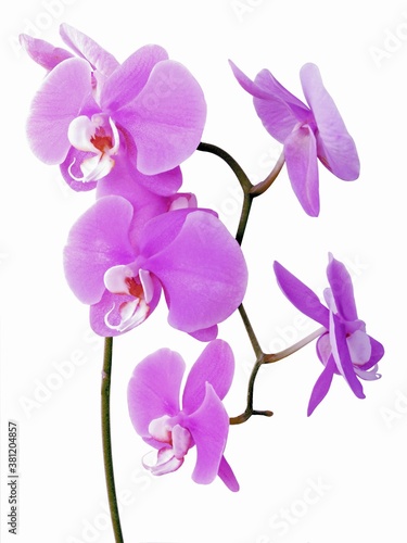 pretty purple flower orchid Phalaenopsis close up isolated