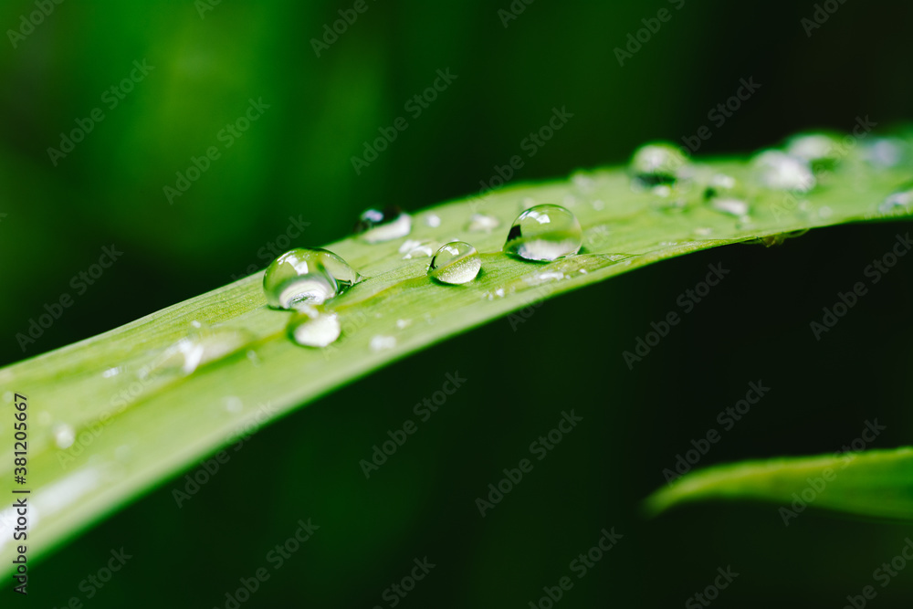 A macro shot of water drops on a green leaf. A macro shot of water drops on a green leaf.