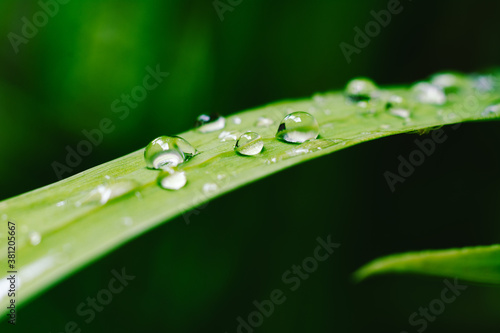 A macro shot of water drops on a green leaf.