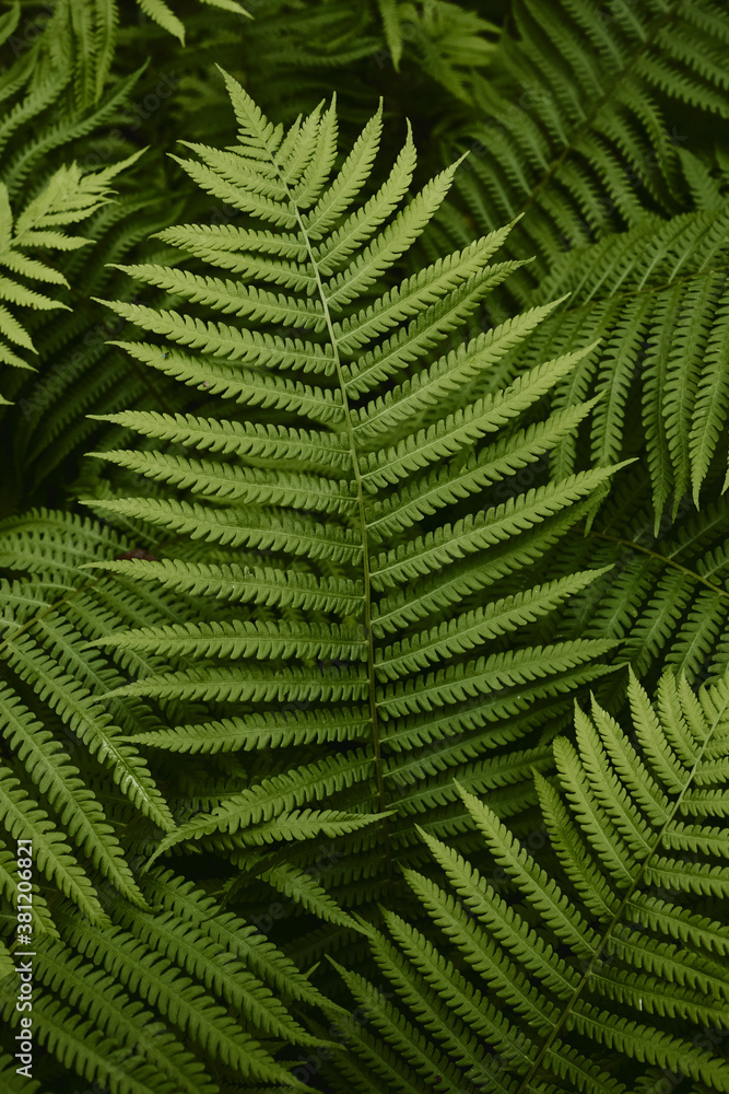 Tropical green leaves of fern. Abstract natural texture. Forest nature background. Lush green foliage in rainforest.