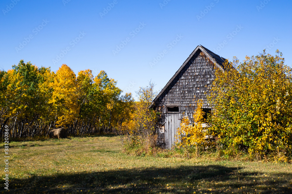 A weathered gray wooden A frame storage shed partially hidden by a tree in a autumn countryside landscape A weathered gray wooden A frame storage shed partially hidden by a tree in a autumn countryside landscape