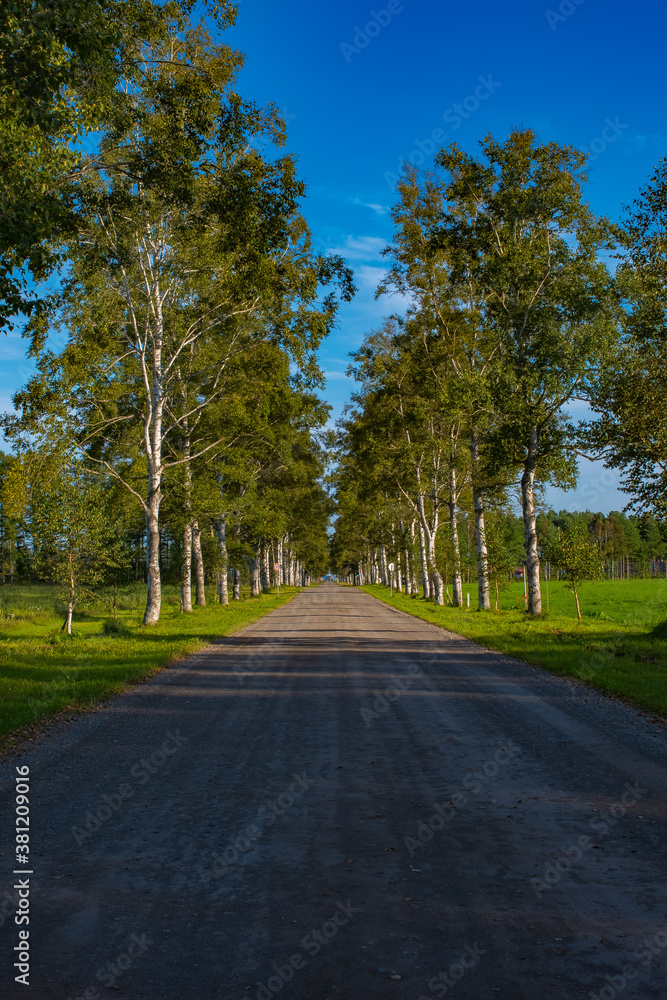 a straight road running under a row of birch trees
