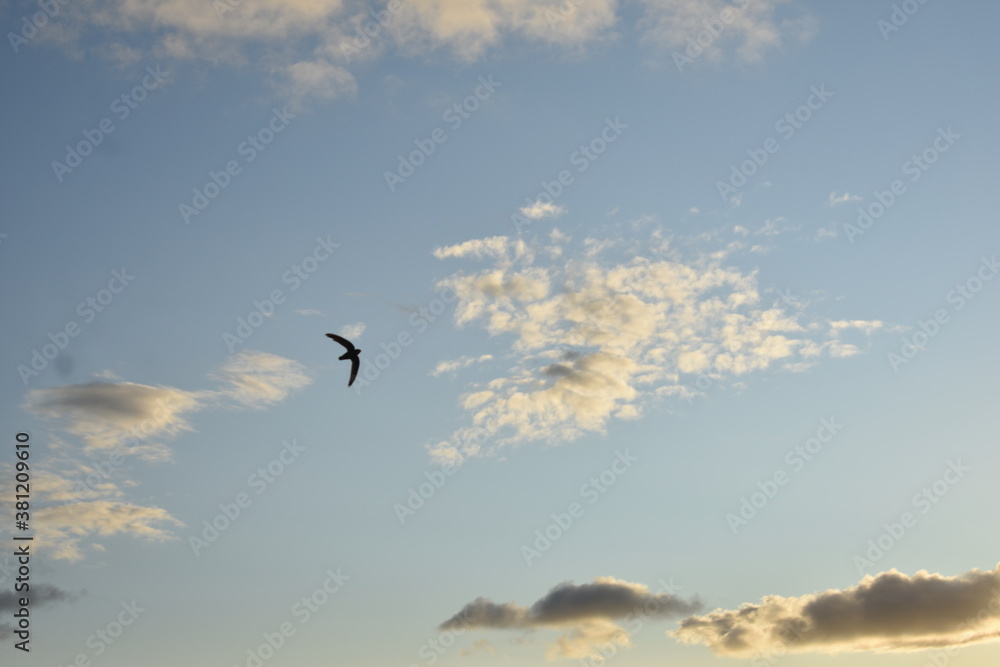 Fototapeta premium birds in the sky