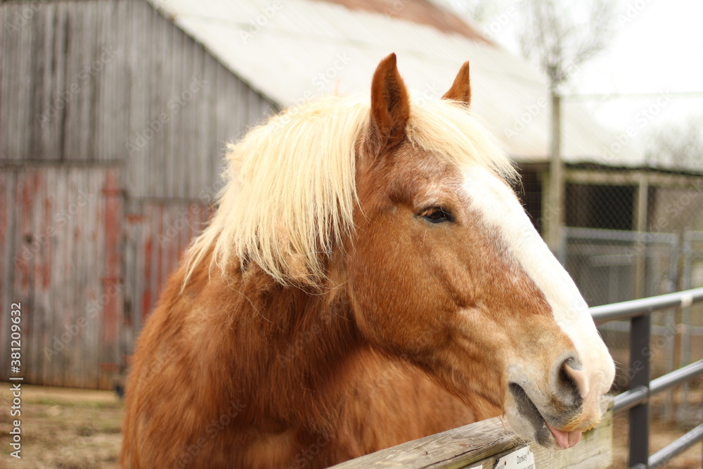 Obraz premium Heavy draft horse on farm, standing at fence with barn in background