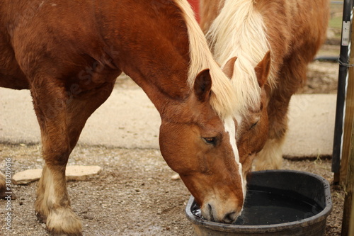 Heavy draft horse on farm drinking from trough