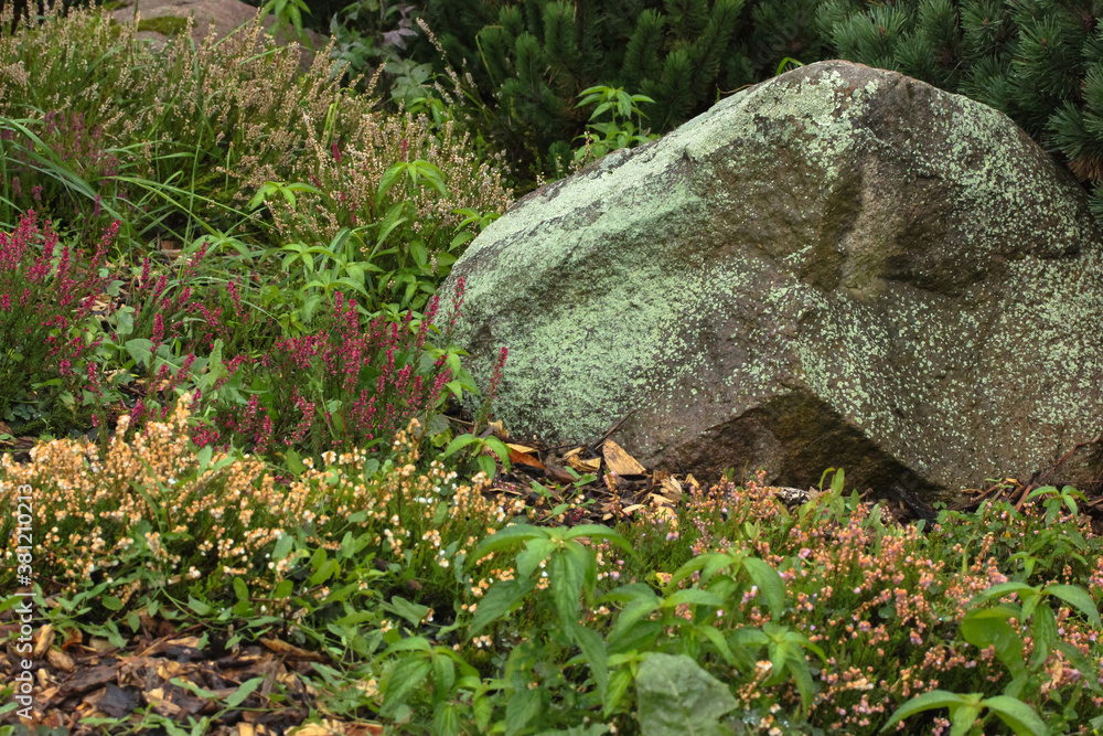 Glade with blossoming heather in the autumn botanical garden Glade with blossoming heather in the autumn botanical garden