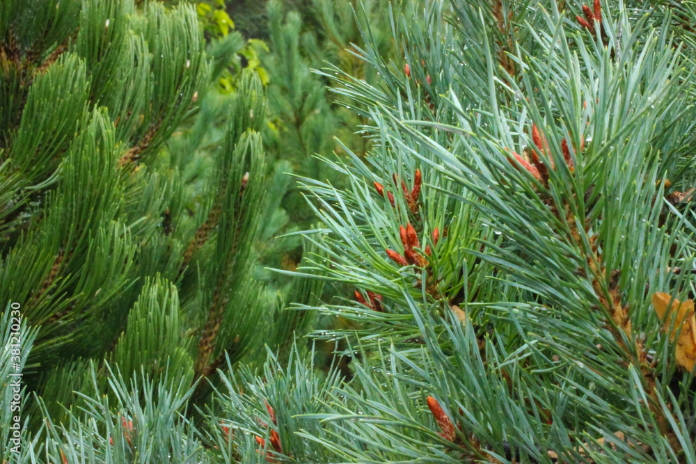 A young branch of pine close-up with rain drops on the needles. A young branch of pine close-up with rain drops on the needles.