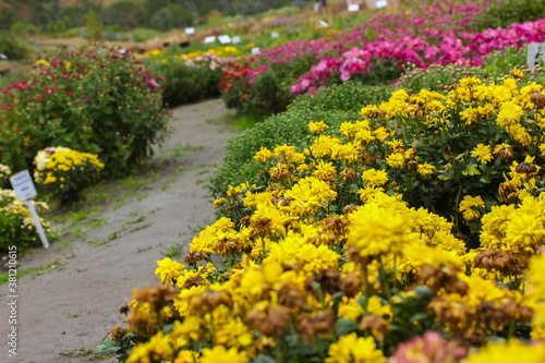 Park of blossoming chrysanthemums, autumn bright colorful flowers in the garden