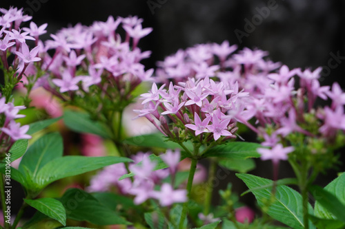 flowers in the garden